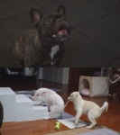 ‘동물농장’ 짐볼 홀릭 반려견 간장이, 짐볼에 빠진 이유는?