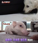 ‘동물농장’ 돼지 복남에게 대드는 복순, 이유는? “만만한 상대”