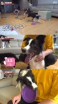 동물농장 보더콜리 모모, 새끼 돌보지 않고 프리스비에 집착…해결책은?