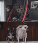 동물농장, 집에서 사라진 고양이 레이→두 견공의 싸움 아지 VS 하비