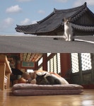 ‘동물농장’ 미륵이·해탈이, 스님 옆 불공드리는 고양이? ‘절묘한 인연’ 눈길