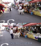 ‘동물농장’ 시장산책만 하는 코코, 다이어트 돌입…간·신장 안 좋은 강아지 위한 식단은?