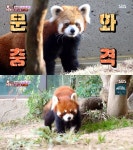 [방송 SCENE] ’동물농장‘ 레서판다 레시, 레몬과 합방 가능할까