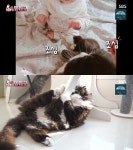 아이와 반려묘, 사고 없이 함께 지내는 교육 방법은? (동물농장)