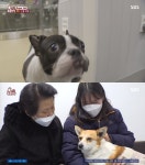 ‘동물농장’ 돌비-영구, 무사히 수술 마쳐 정상적인 걸음 ‘뭉클’