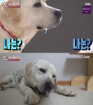 동물농장 멍냥하우스, 사고뭉치 도래의 아픈 사연은?