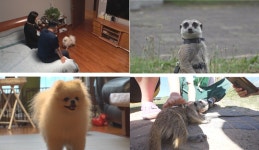 동물농장, 희대의 감시犬 박모레 사연은?…제주 인싸 미어캣 두리