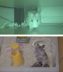 ‘동물농장’ 프로가출러 우연이·홀로 남겨진 차돌이의 사연