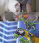 동물농장, 물 거부냥 두부·프로 탈출조 청금강 앵무새 도일이 소개