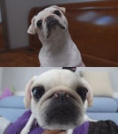 ‘동물농장’ 퍼그 보아, 언니 보미 향한 공격성…이유는?