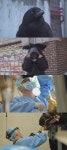 TV동물농장 용산 까마귀 횡포→제주 말 전문 병원의 24시
