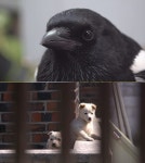 동물농장, 슈퍼 인싸 까치 까미→철거촌 위기의 유기견들