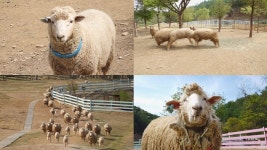 TV동물농장 양들의 박치기, 목장의 평화→혹부리 고양이 치료받을까