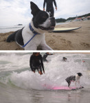 ‘동물농장’ 서핑 천재견 똑똑이→뭉치의 무단 외출 비밀은?