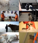 TV동물농장 건강하개 장수→동물들의 근황 비하인드 [Ce:스포]