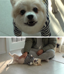 TV동물농장 공격성 입질견 뿌리→미용실 찾는 길고양이 [Ce:스포]