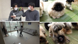 동물농장 앵무새 방울이의 비밀→페키니즈들의 반란[Ce:스포]