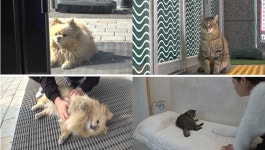 동물농장 피자집 영업 방해견→VVIP 고양이 감자 소개[Ce:스포]