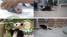 동물농장 푸바오 가족 여름 이야기→길고양이 로또의 기적[Ce:스포]