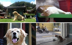 동물농장 사찰견 뚱트리버 보리→봉제공장 마스코트 고양이 대박이[Ce:스포]