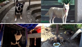 TV 동물농장 역대급 예민견 초리→8마리 강아지들과 어미 백구