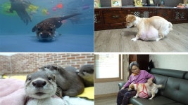 동물농장 수달 가족의 위기→할머니의 반려견 봉희[Ce:스포]