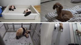 동물농장 쌍둥바오와 아이바오의 합사→두 얼굴의 강아지 보리[Ce:스포]