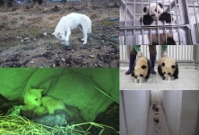 동물농장 쌍둥바오 첫 나들이→덫에 걸린 어미 백구[Ce:스포]