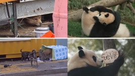 동물농장 이산 犬가족→바오 패밀리 이야기[Ce:스포]