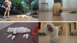 TV동물농장 산책 거부견과의 전쟁→반려견 단지의 이상 행동[Ce:스포]