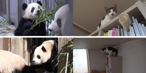 TV동물농장 쌍둥이 판다 야외적응기→아기냥이 속초의 비밀[Ce:스포]