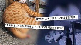 ‘궁금한 이야기Y’ 길고양이 꼬리 자르고 학대…디저트 카폐 셰프 누구?