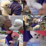 TV동물농장 어부바 강아지 영배→파랑새 부부와의 특별한 인연