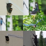 TV동물농장 어부바 강아지 영배→파랑새 부부와의 특별한 인연