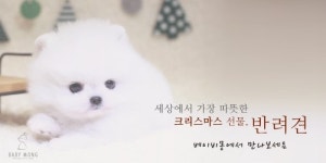 강아지 분양 전문 애견 분양샵 베이비몽, 전 지점 크리마스 사랑의 서비스 진행