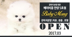 강아지분양 전문 베이비몽 전국 프랜차이즈로 확대