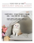 부산본점 고양이분양전문 미유펫 착한가격 가정의달 이벤트 진행
