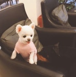 한채아, 귀여운 반려견 순심이 공개 네티즌 심쿵