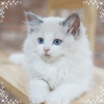 고양이분양전문 자체출산 블리스캣 봄 맞이 50%할인 이벤트