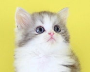 대전 고양이분양 나비캣 다가오는 여름맞이 분양가 50% 할인이벤트