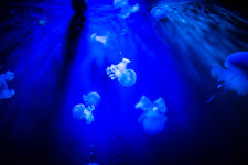 중 연구진, 해파리에 착안한 전자 피부 개발, 로봇 손상 가능성 알려