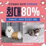 인천, 시흥, 광명 강아지 고양이분양 아담스펫, 포메라니안, 치와와 최대 80% 할인 분양 중