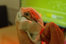 희귀애완동물 하늘다람쥐, 전염병 예방 및 구충 후 입양해야