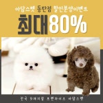 동탄-수원-오산-용인 강아지 고양이분양 아담스펫 동탄점, 비숑프리제, 토이푸들 최대 80% 할인분양 이벤트