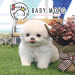 장모치와와, 말티즈, 포메라니안 등 미니 강아지 분양 전문 애견샵 베이비몽