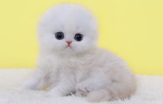 서울-인천-부천-안양 고양이분양 나비캣, 먼치킨, 랙돌 최대 50% 할인분양 중