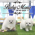 애견 분양샵 베이비몽, 비숑프리제-포메라니안 강아지 전문화 나서다