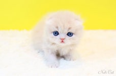 고양이 분양 업체 ‘톰앤캣’, 1묘 1실 원칙