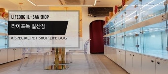 일산강아지애견샵 라이프독 일산점, 강아지분양 믿을 수 있는 시스템 인기