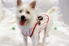 유기동물 보호 앞장서는 유기동물보호소 ‘도그마루’